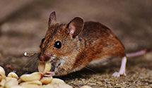 24 Hour & Emergency Exterminators in Organ Cave, WV